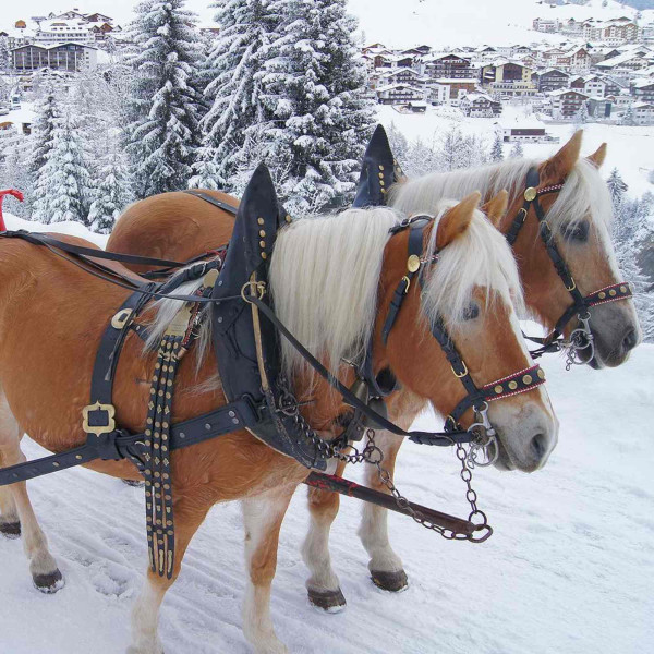 Winterschlittenfahrt mit Pferdekutsche